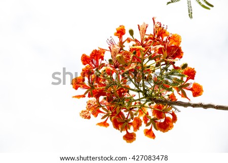 Peacock Flower on white background. Caesalpinia pulcherrima is a species of flowering plant in the pea family, Fabaceae, native to the tropics and subtropics of the Americas. It could be native to the