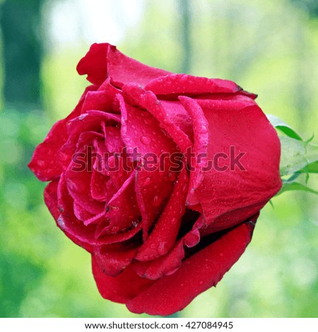 A closeup of a wet red Rose with shallow depth of field.