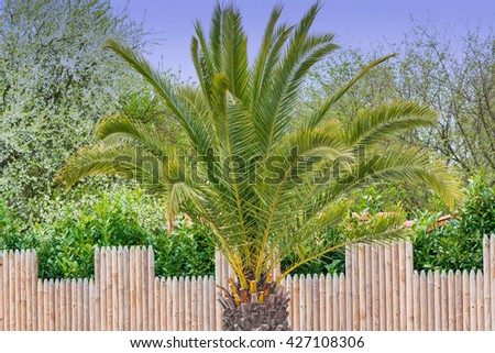 Picture of a beautiful palm tree in the background a blue sunny sky