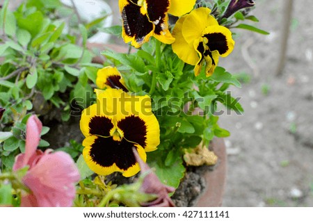 Viola cornuta in a pot with background