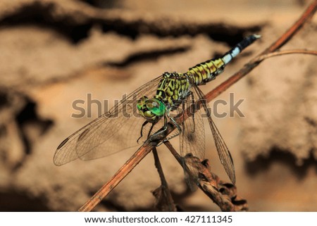 Close Up Dragonfly,Dragonfly, insects, animals, nature.