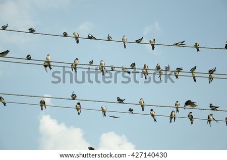 Swallows on wire