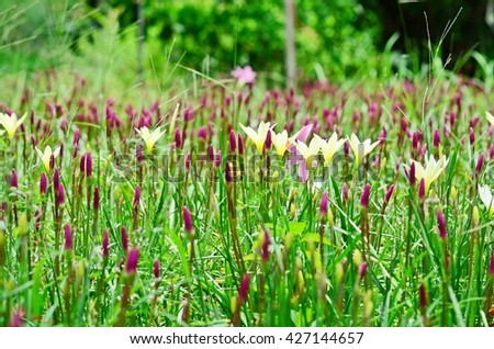 Pink and white rain lily, Zephyranthes grandiflora, Amaryllis minuta, meadow, flower garden 