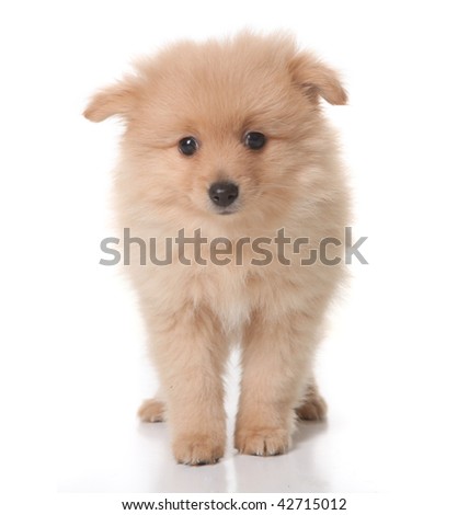 Sweet Tan Colored Pomeranian Puppy on White Background With Droopy Eyes