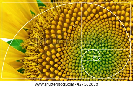 Illustration of spiral arrangement in nature. Fibonacci pattern Royalty-Free Stock Photo #427162858
