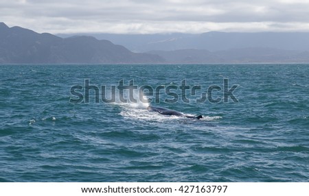 Sperm Whale . Picture taken from whale watching cruise have background are mountain in Kaikoura, New Zealand