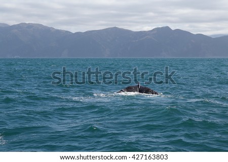 Sperm Whale tail. Picture taken from whale watching cruise have background are mountain in Kaikoura, New Zealand
