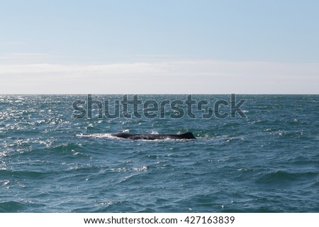 Sperm Whale . Picture taken from whale watching cruise have background are mountain in Kaikoura, New Zealand