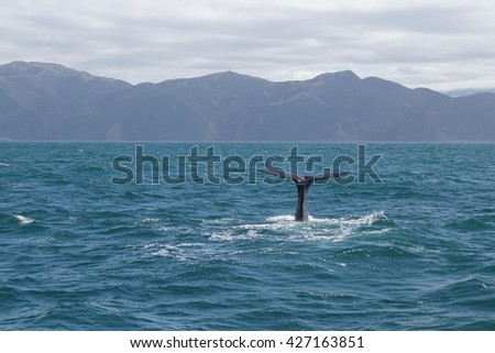 Sperm Whale tail. Picture taken from whale watching cruise have background are mountain in Kaikoura, New Zealand