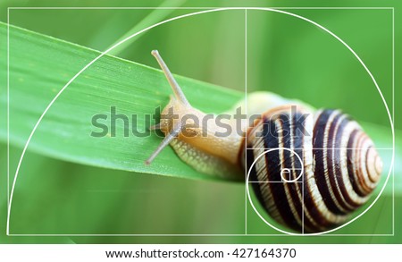 Illustration of golden ratio in nature. Fibonacci pattern Royalty-Free Stock Photo #427164370