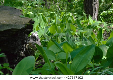 wild gray owl sleeping in the lilies of the valley in the forest