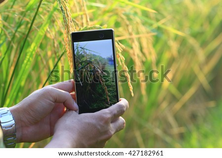 Hands holding mobile phone to take a photo of a growing rice in farm thailand.