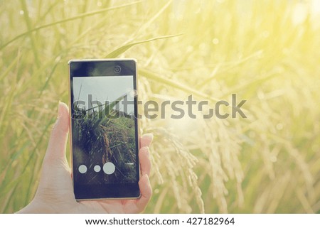 Hands holding mobile phone to take a photo of a growing rice background pastel tone style