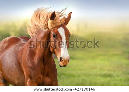 Beautiful red horse with long mane portrait in motion Royalty-Free Stock Photo #427190146