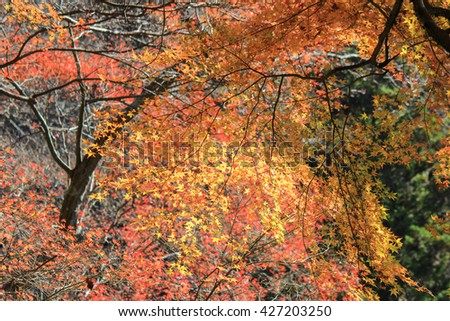 fall foliage at  Minoo Park(a forested valley on the outskirts of Osaka,Japan).One of the best places in the Kansai Region to see the autumn colors in a natural setting.