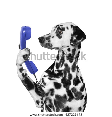 dog keeps phone in its paw -- isolated on white 