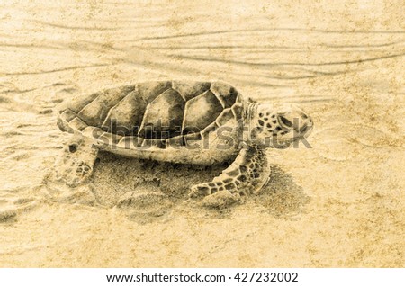 Turtle on the beach with grunge color tone,  Concept of negligent and dereliction of lifestyle turtle in nature.