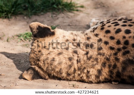 Closeup picture of a sleeping cheetah's nape