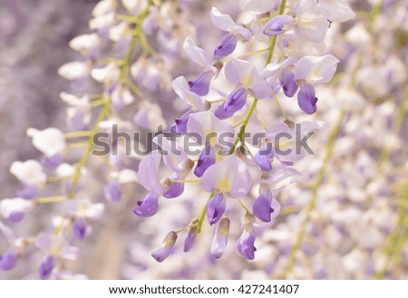 flowers of wisteria