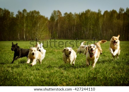 A large group of dogs Golden retrievers running in the summer through the green valley Royalty-Free Stock Photo #427244110