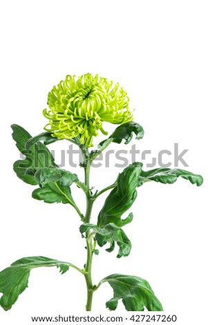 single-head green chrysanthemum, macro, isolate
