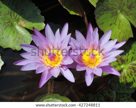 Purple lotus blooming in morning with sun light.          