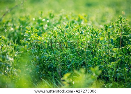 Green clover lawn after rain