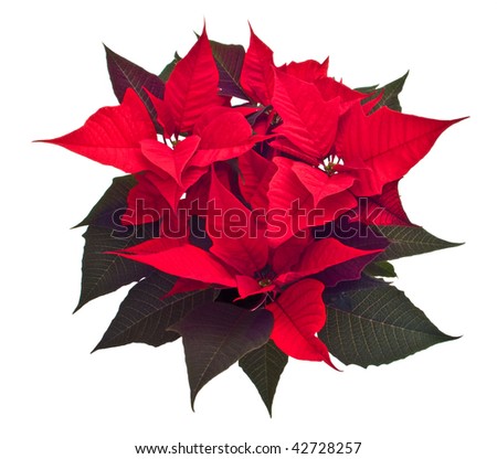 Christmas flower isolated with clipping path