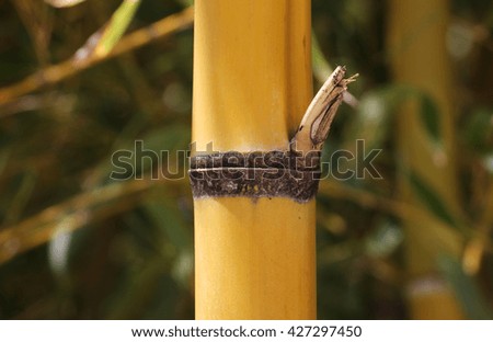 single yellow bamboo stem closeup, vertical, Russia, Sochi, Adler