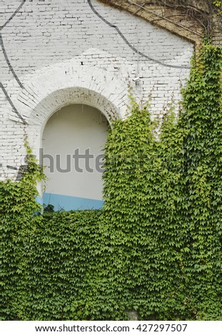 Arch opening in white brick wall, with ivy growing on it - variation 2