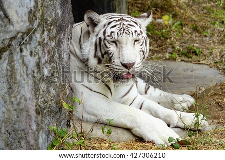 White tiger:Close up,select focus with shallow depth of field.