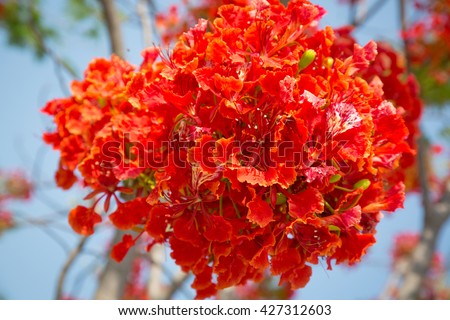 Beautiful Gulmohar flowers