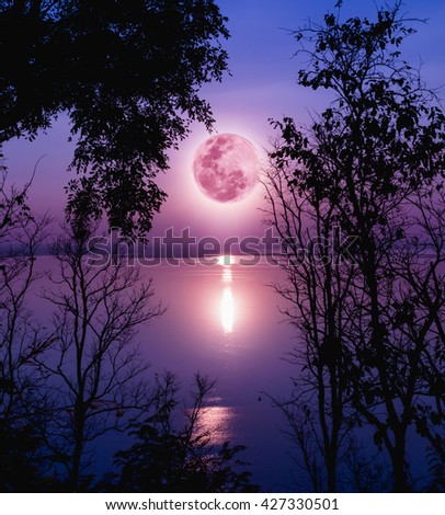 Tree against purple sky over tranquil lake. Silhouettes of woods and beautiful moonrise, bright full moon would make a nice picture. Beauty of nature use as background. Outdoors.
