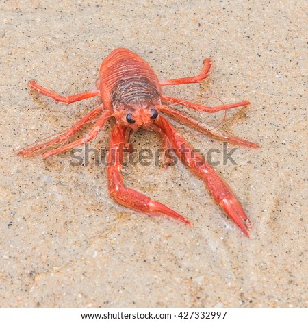 A red pelagic swimming crab (Pleuroncodes planipes), also known as a "tuna crab" washes ashore along the beach of Monterey Bay, California, brought north by the warm waters of the "el nino".currents.