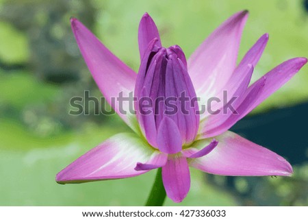 Beautiful purple lotus on nature background