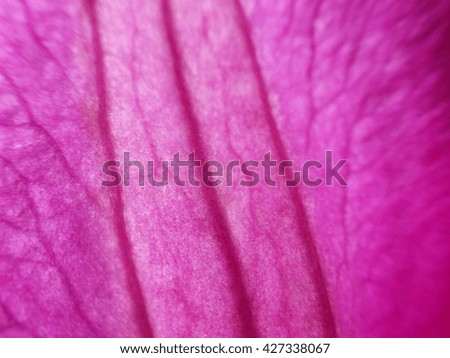 Abstract macro of pink red flower