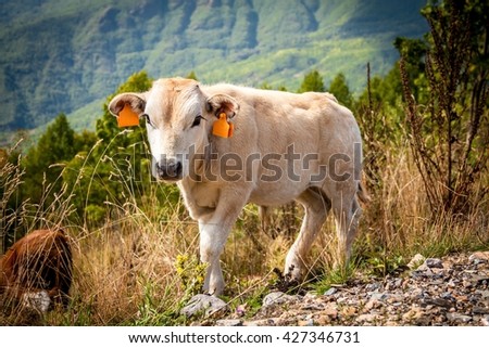 small cow looking into the camera in rural Italy