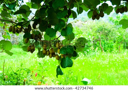Big cluster of kiwi fruit on the tree