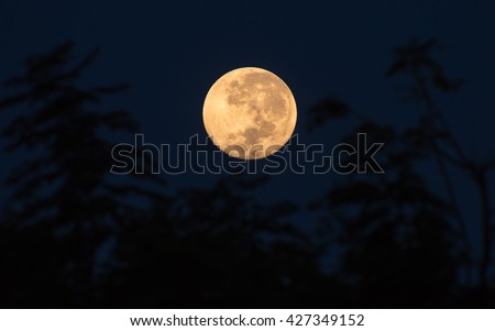 Super Moon With Trees As a Foreground (Space For Text Below)