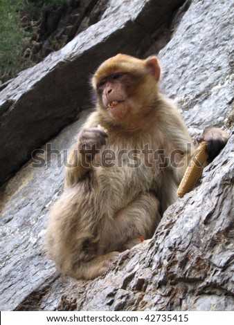 Barbary Macaque (Macaca sylvanus). Monkey from Algeria and Morocco. Picture took in a vaaly 100 km south of Algiers and this one is eating peanut and cake given by tourists.