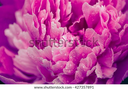 macro of pink peony flower with water drops