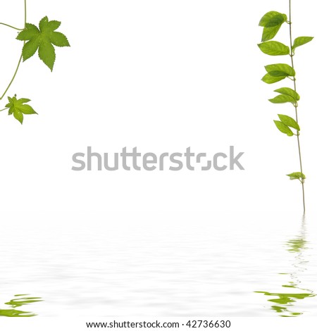green ivy leaves frame reflection