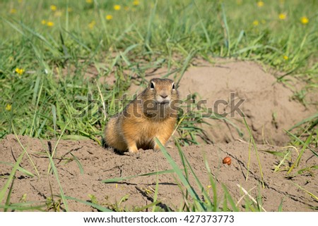 long-tailed ground squirrel (Spermophilus undulatus)