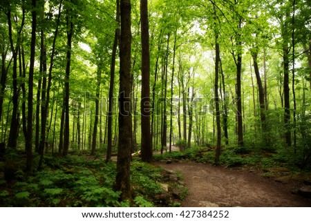 Crawford Lake Milton Ontario woods path Royalty-Free Stock Photo #427384252