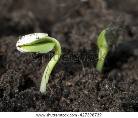 Sunflower; Helianthus; annuus; Seedling