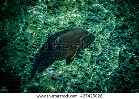 Coral grouper in the sea of Thailand