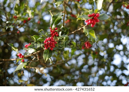 Holly with fruits for decorations during the Christmas Season.