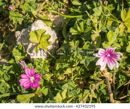 Image of beautiful spring flowers, Peloponnese, Greece