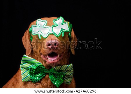Dog: Silly retriever dressed up in shamrock glasses and a green bow-tie for Saint Patrick's Day.