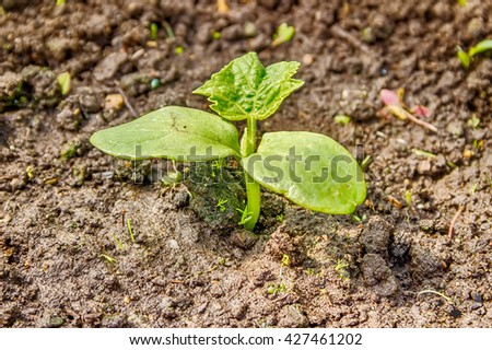 Cucumber seedlings sprout from the ground close-up